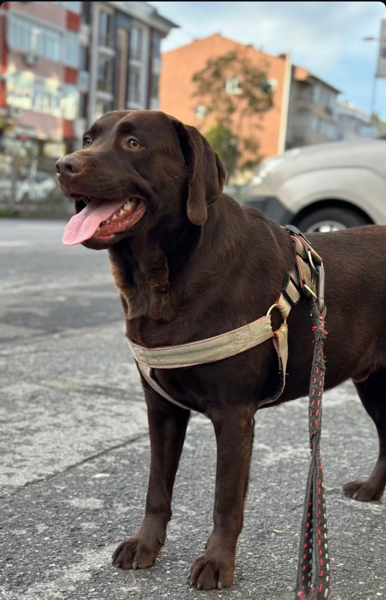 CARLOS - Labrador retriever